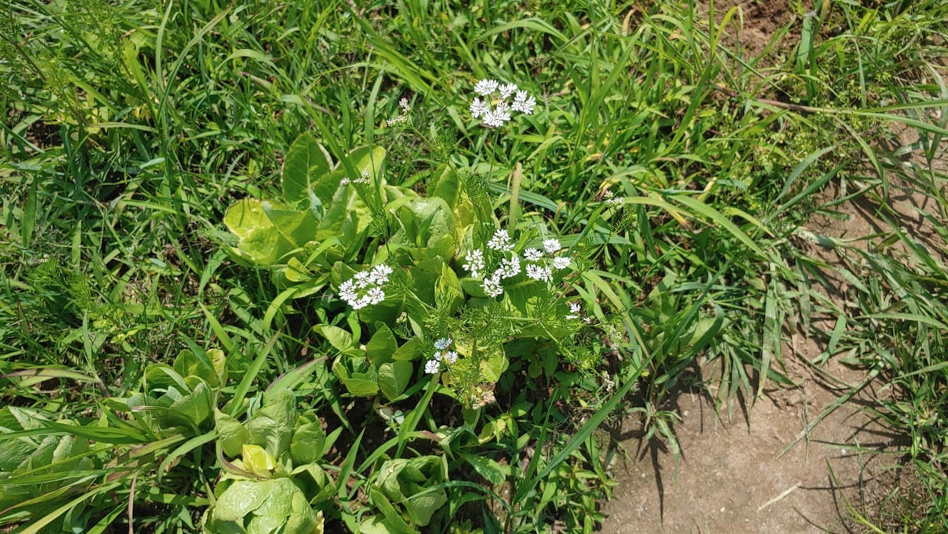 잡초 사이에 개화한 고수 꽃