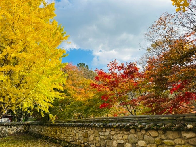 경북 단풍명소 TOP5 ❘ 가을 감성 가득한 산책 · 여행 · 드라이브 코스 추천 관련 사진