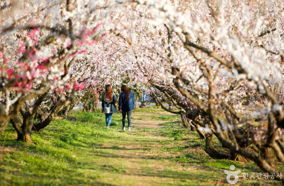 전국 매화 명소 해남 보해매실농원 1