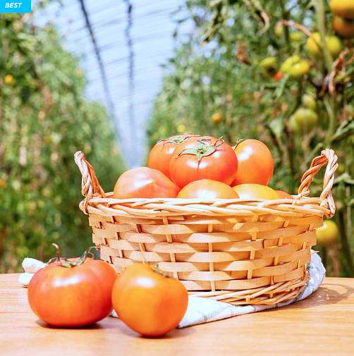 6시내고향 경북 경주 아삭 달달한 찰 토마토 파는 곳 전국 택배 온라인 전화 주문 추천