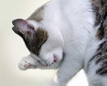 고양이 알레르기성 피부염