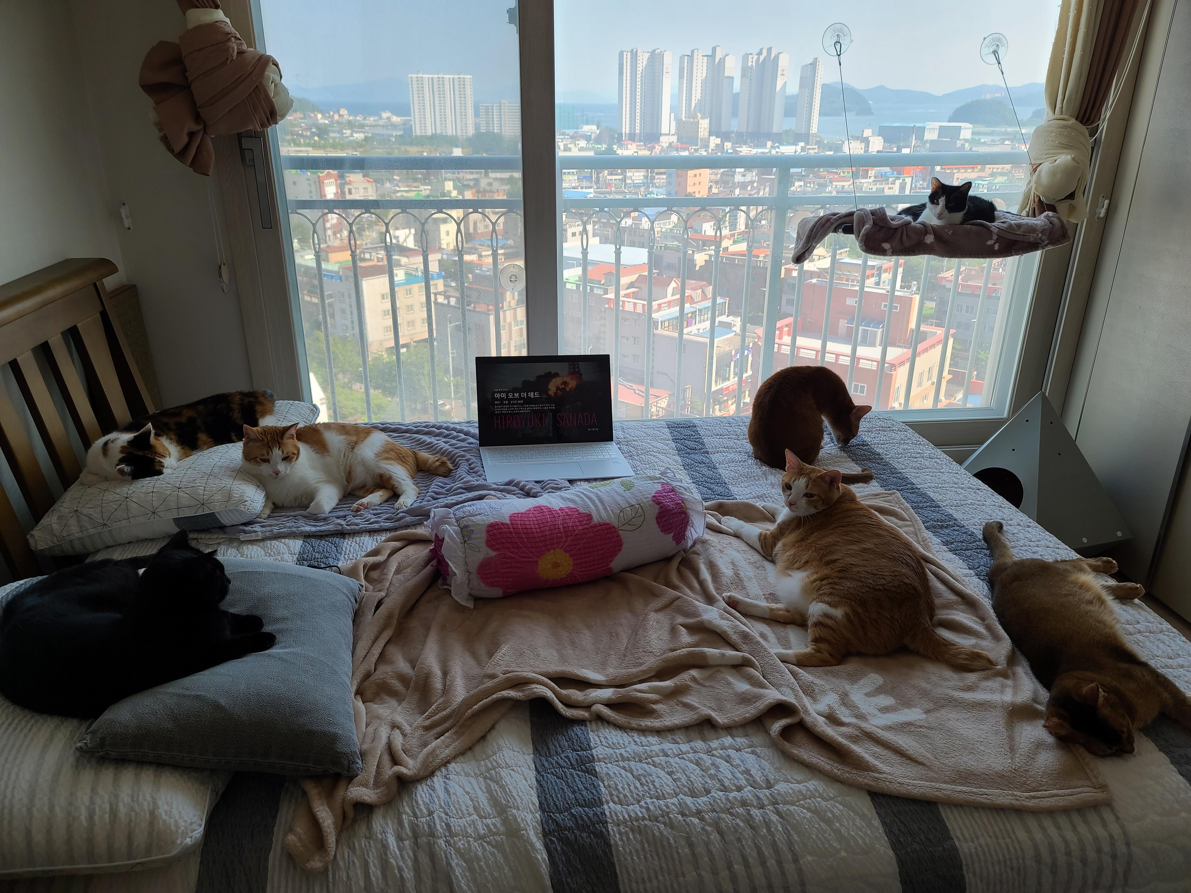 고양이집사의 잠자리