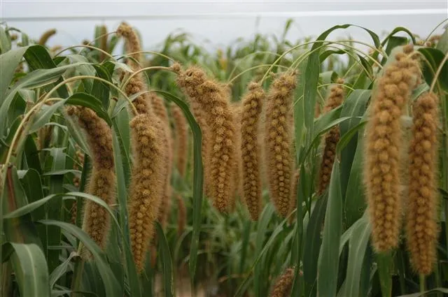 기장 재배 건조 토양 적합 파종 방법 탈곡 요령_2