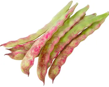 호랑이콩 효능 및 영양성분&amp;#44; 가격