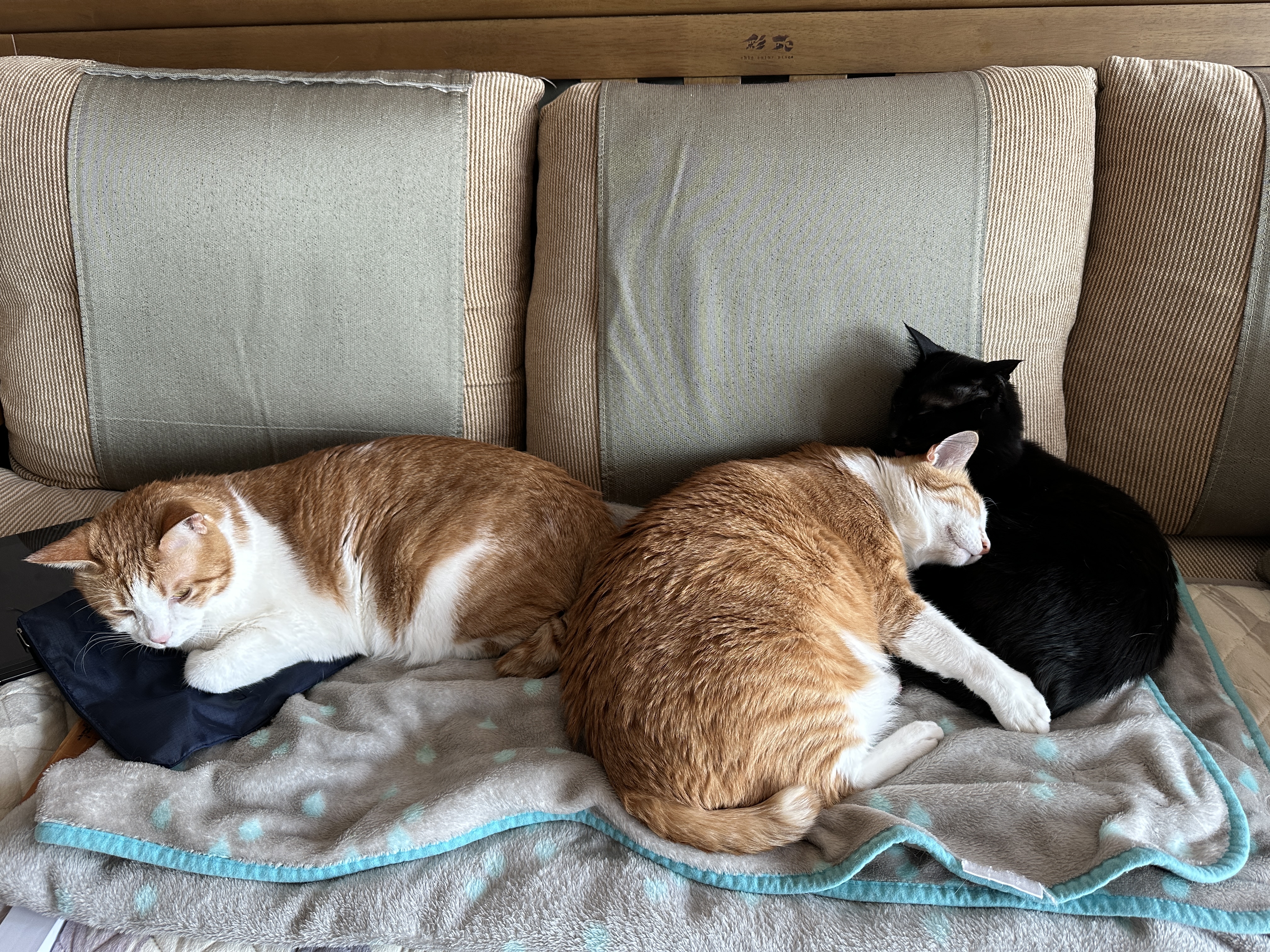 보면 마음이 따뜻해지는 다정한 냥냥이들 (feat.형아도 가끔은 동생한테 안길수 있지)