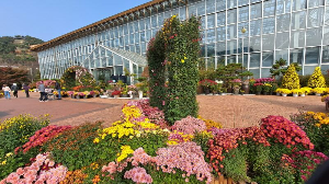 화성_우리꽃식물원_국화전시회