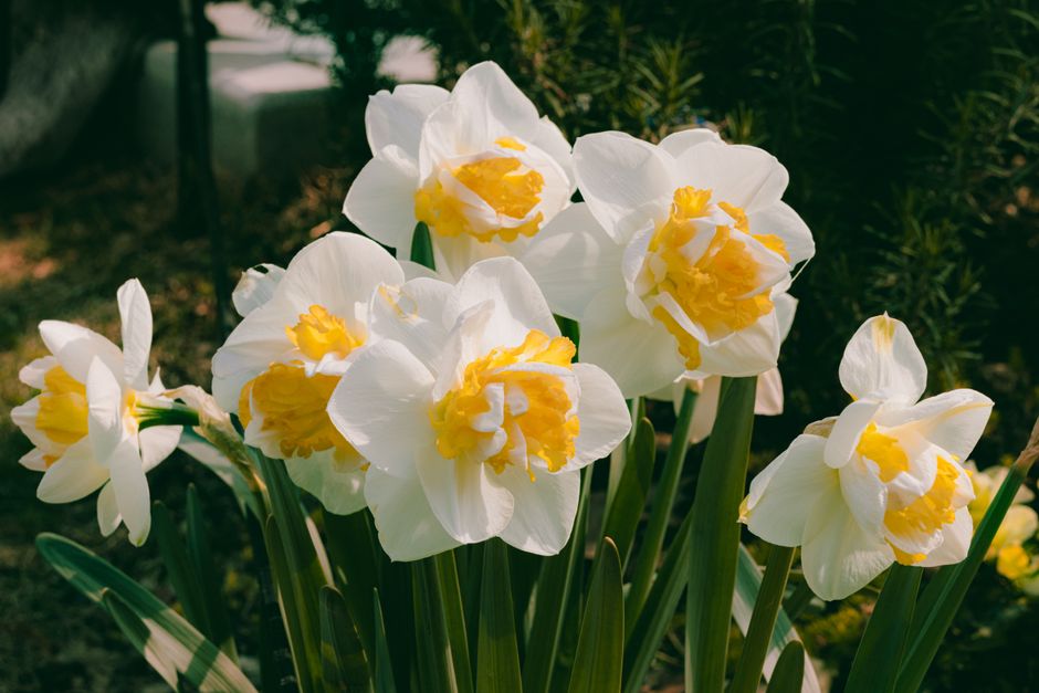 Beautiful white and yellow daffodils in outdoor garden setting during spring.