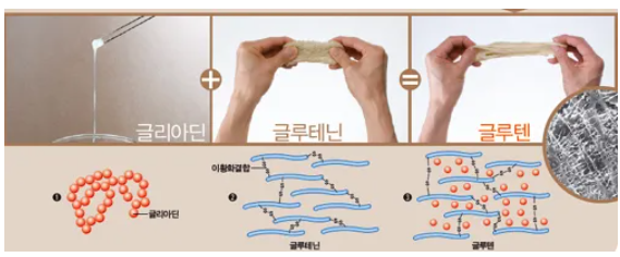 글루텐