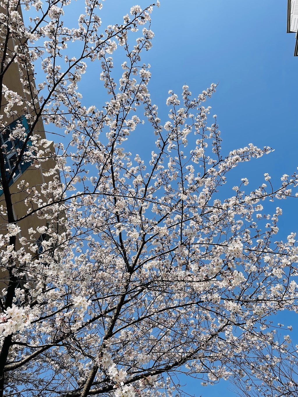 벚꽃