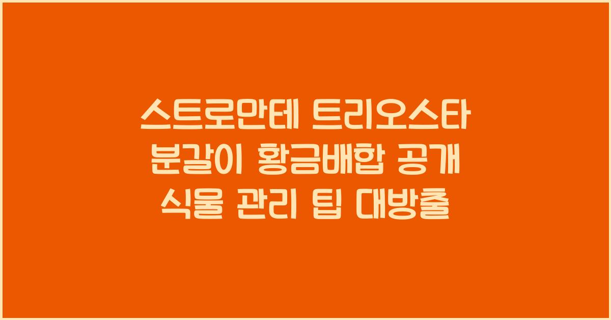스트로만테 트리오스타 분갈이 황금배합 공개