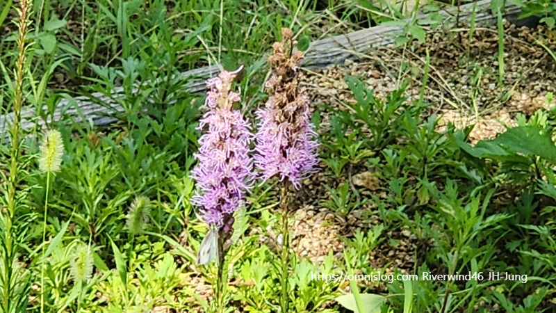 리아트리스 Blazing Star, Liatris spicata