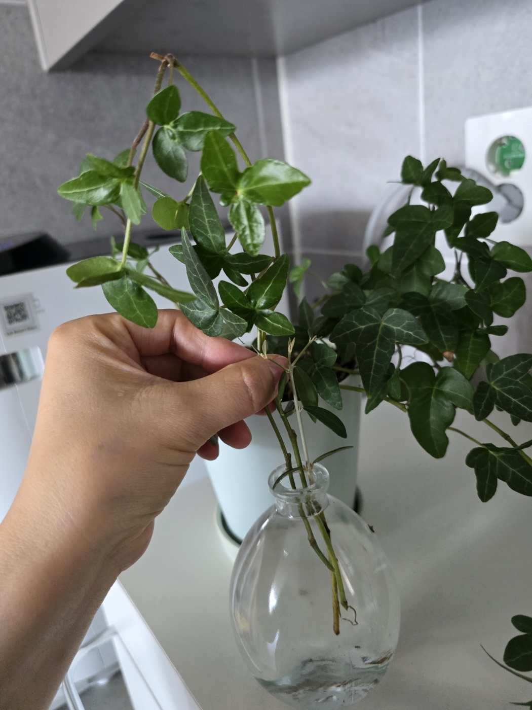 물꽂이 진행중인아이비