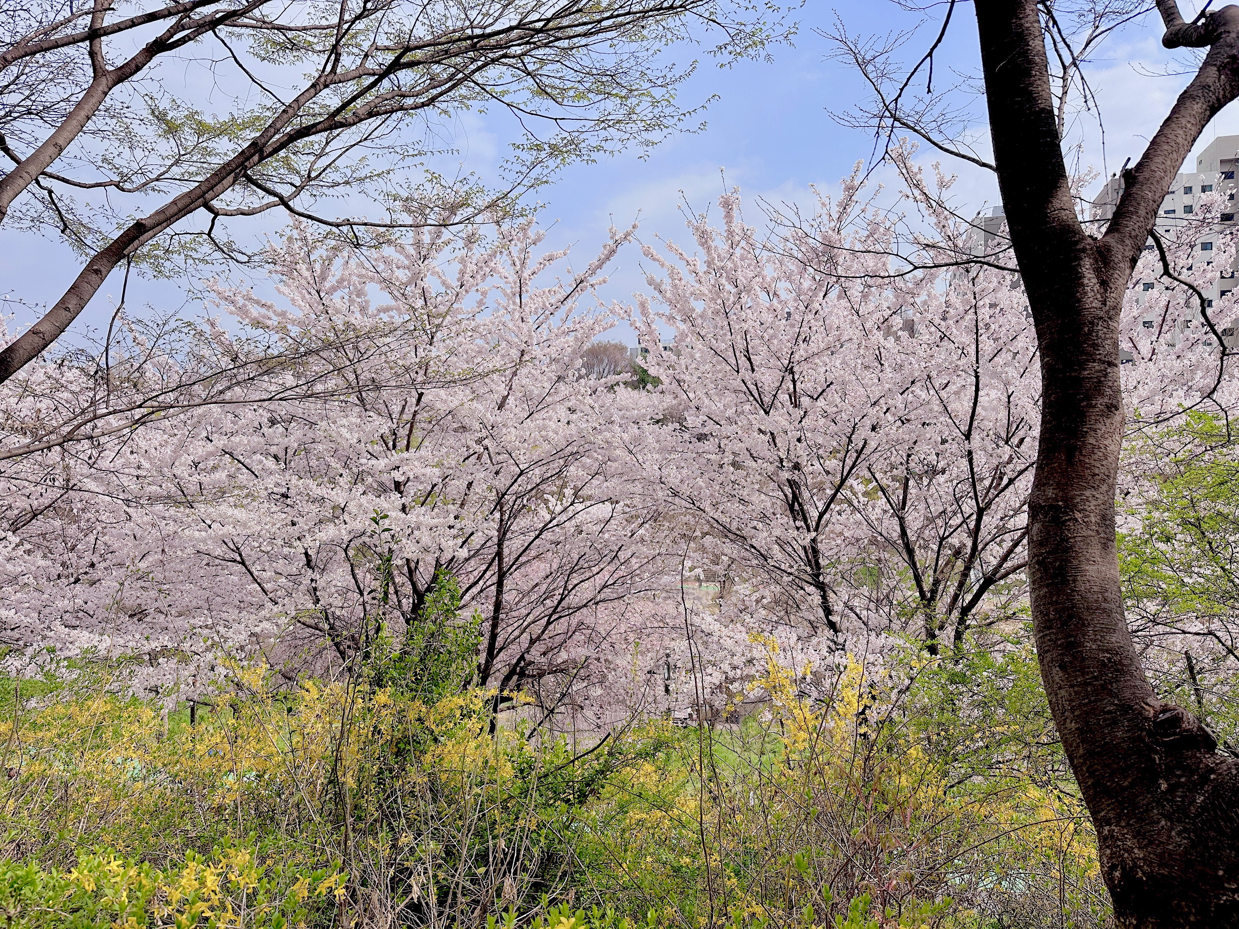 2025 벚꽃 개화시기 벚꽃데이트