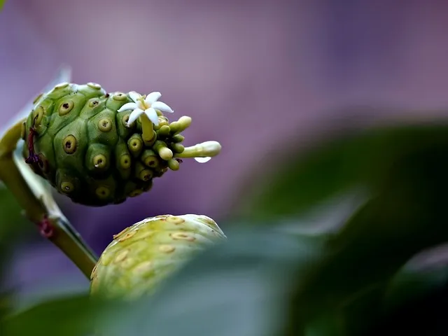 노니 효능 칼로리 섭취량_9