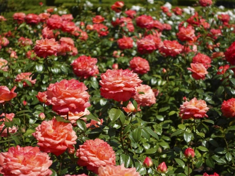 부산 정관 윗골공원