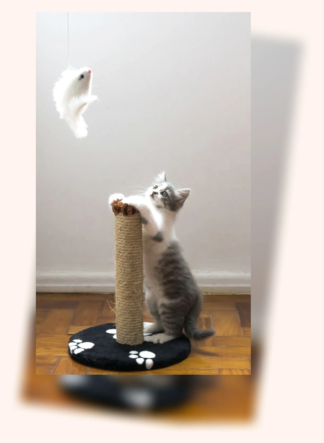 고양이 스크래쳐_1_subsection