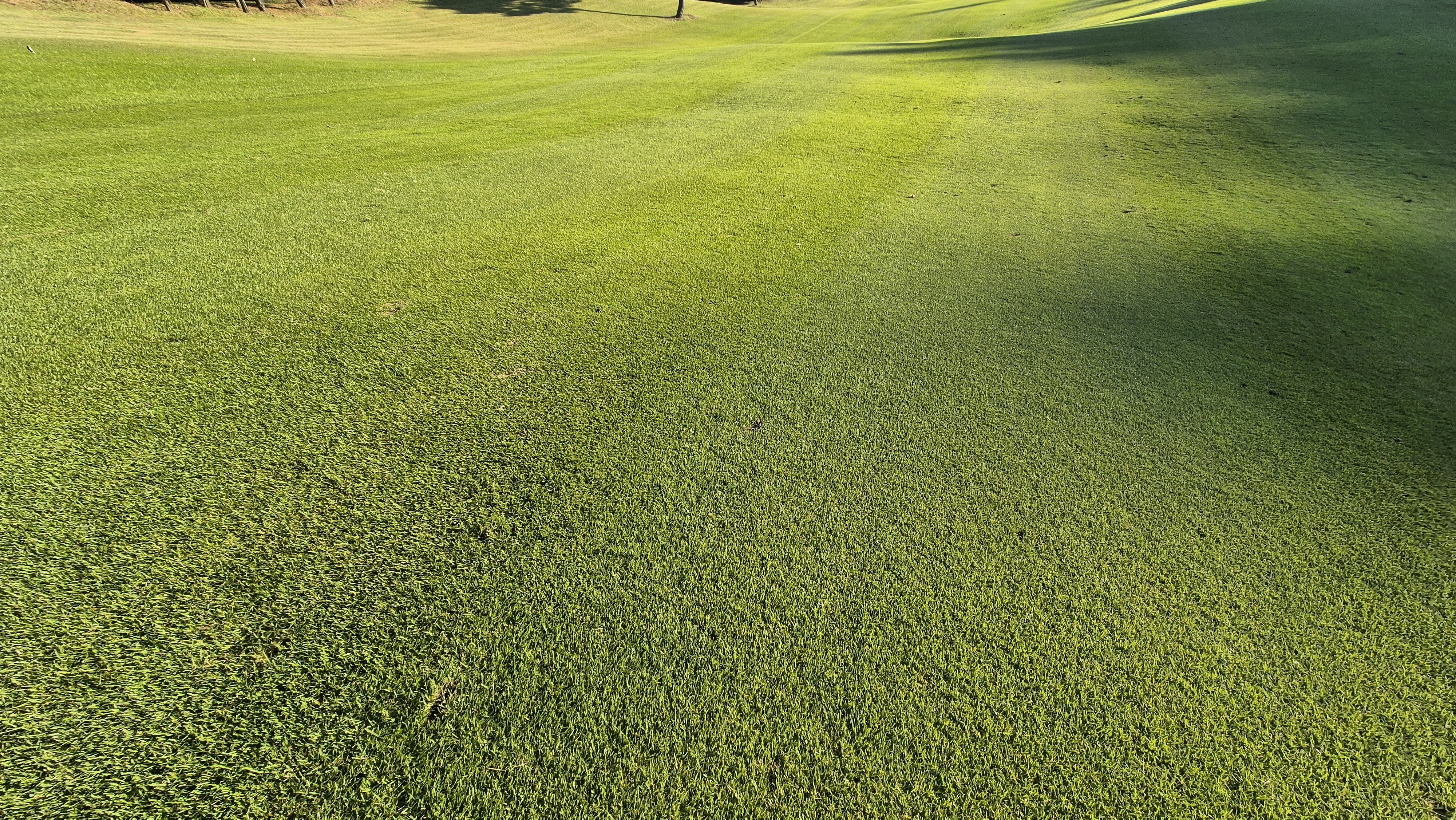 떼제베cc 동-북 코스 코스관리 상태