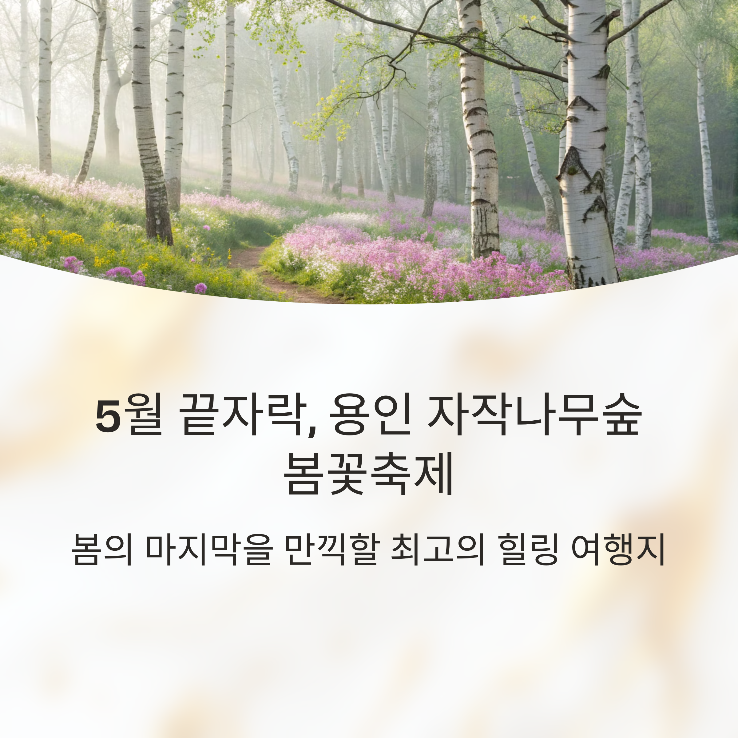 5월 끝자락, 용인 자작나무숲 봄꽃축제