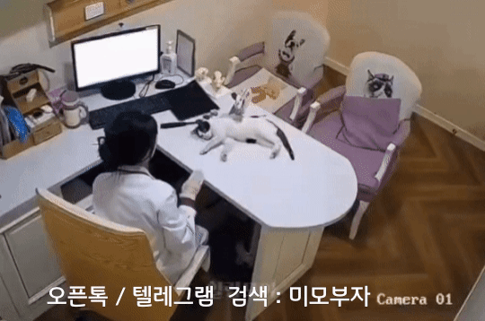 움짤