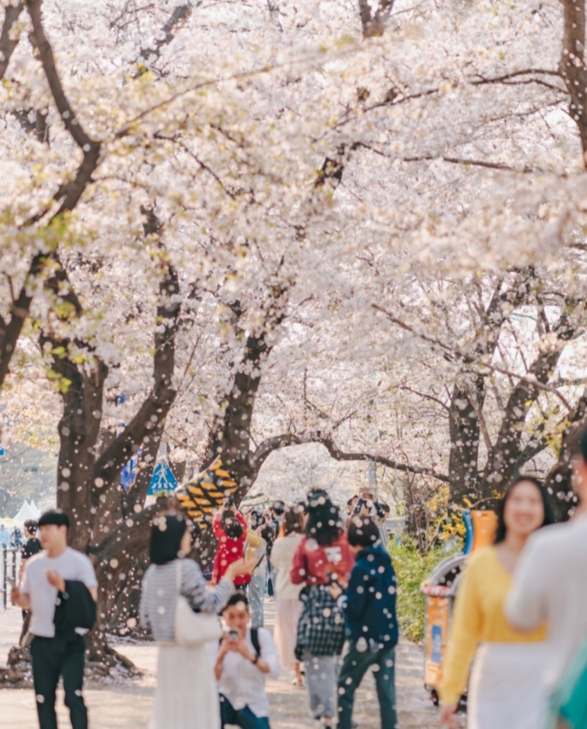 여의도 벚꽃축제 일정