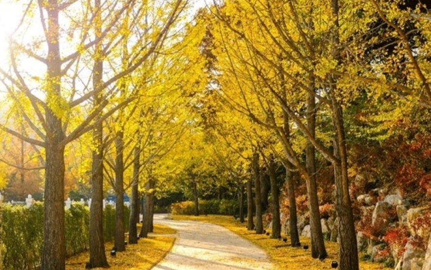 에버랜드은행나무-사진6