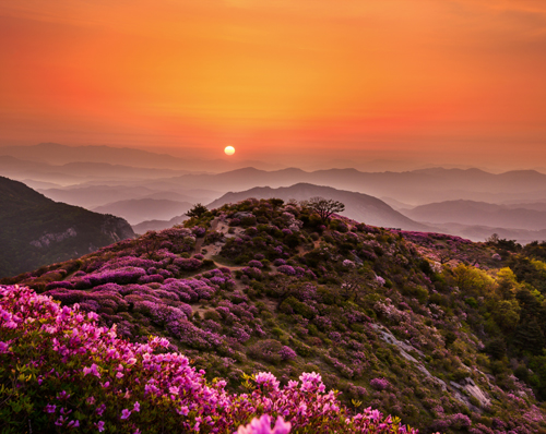 2025 황매산 철쭉제 최신 정보, 기간, 위치, 주요행사, 주차 정보