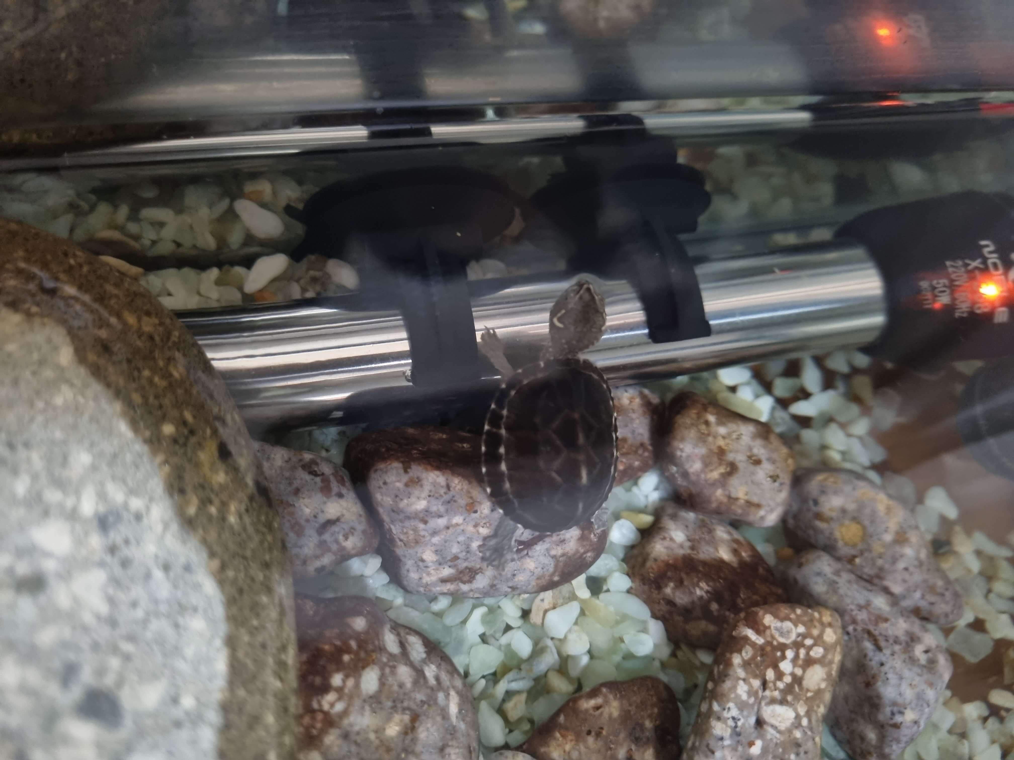 커먼머스크 거북이