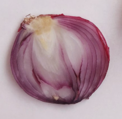 양파 효능과 부작용 칼로리