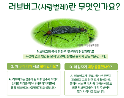계양산을 점령한 러브버그?! 갑자기 쏟아진 이 벌레의 정체와 퇴치법 총정리 