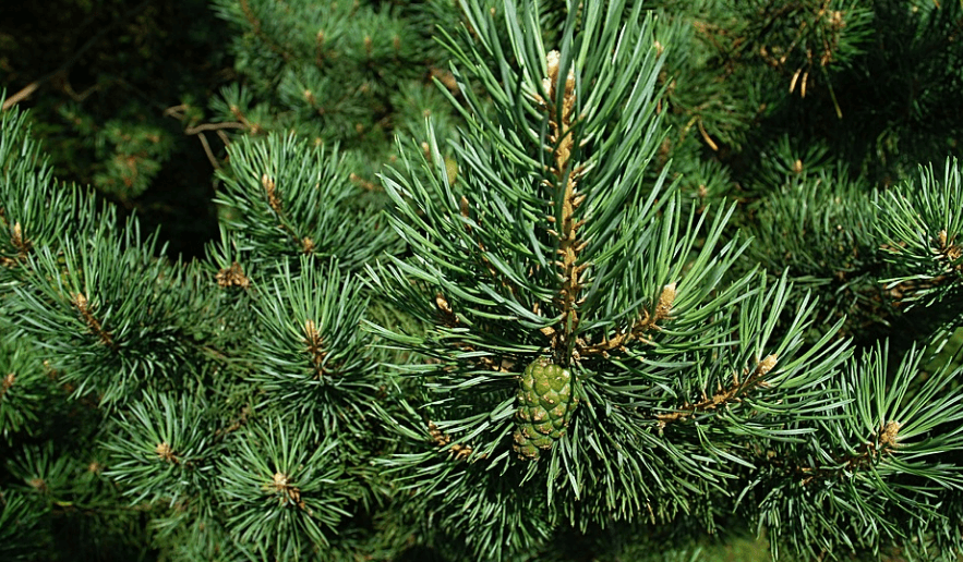 이석증에 좋은 음식 솔잎 차를 만들기 위한 소나무 풍경