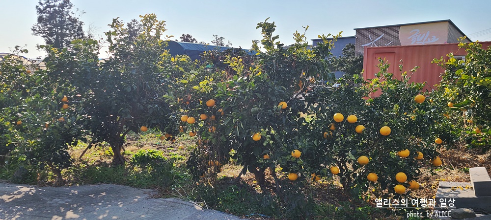 제주 노블피아호텔 주변 서귀포 가볼만한곳 BEST 10