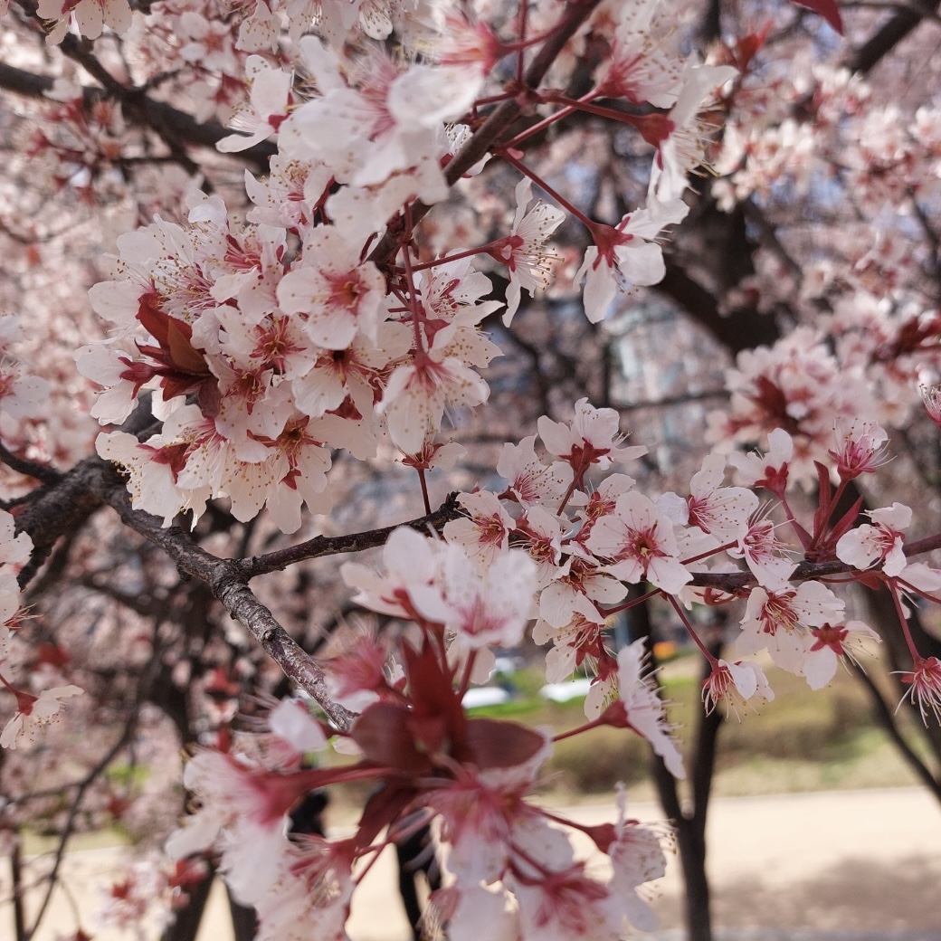 김해_연지공원_벚꽃_개화현황