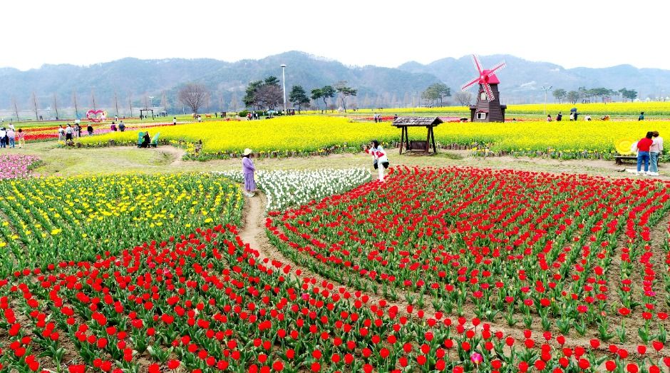 [봄꽃 축제]창녕 낙동강 유채꽃축제 ❘기간, 일정, 명소, 즐길거리, 꿀팁 총정리