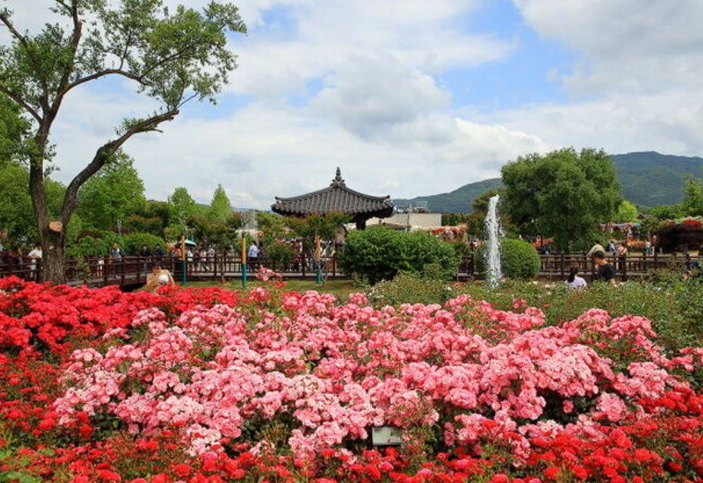 곡성장미축제 기간 입장료 