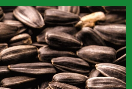 면역력높이는법