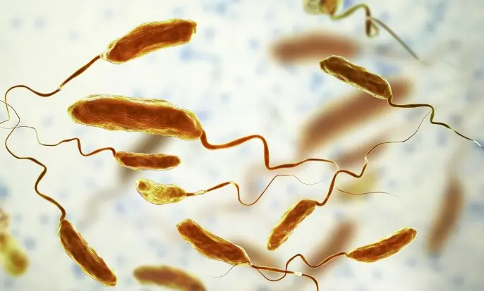 비브리오 패혈증 증상 18가지