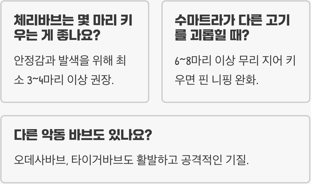체리바브 vs 수마트라&amp;#44; 바브계의 신사와 악동 비교