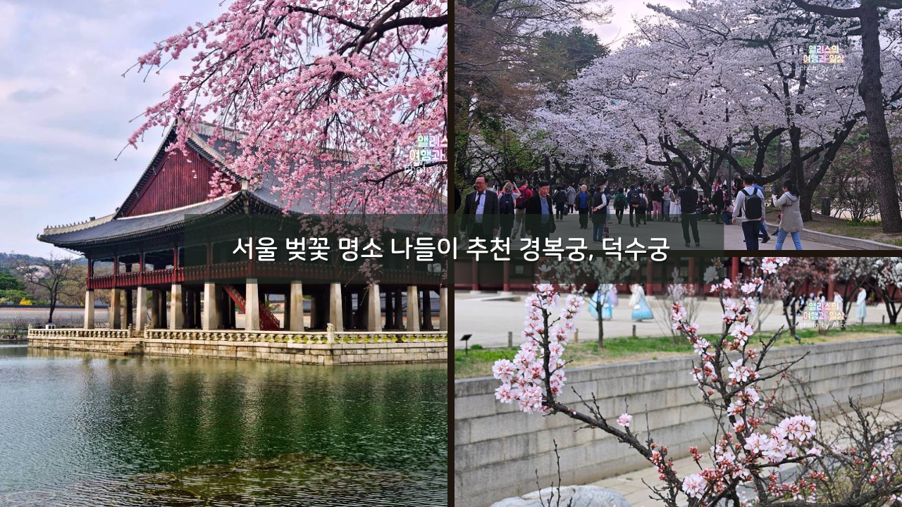 서울 벚꽃 명소 나들이 추천 경복궁, 덕수궁 4월 개화 상황 서울 가볼만한곳