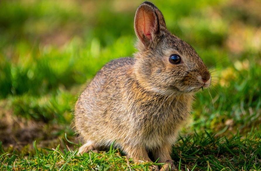 토끼 예방접종 시기