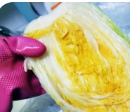 절임배추 김장배추구매 사전예약 가격비교