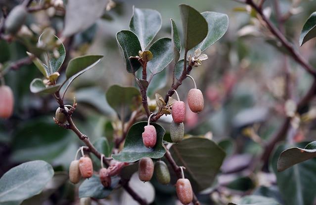 보리밥나무 탈모제 효능 머리숱 되살린 숨은 비밀