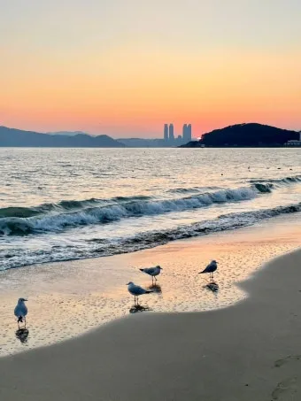 부산 해운대 해수욕장 여행 팁 파라솔 대여 가격 안내_14