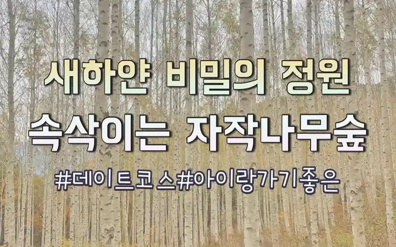 인제 자작나무숲 새하얀 가을 가이드: 운영시간·무료주차·추천코스 총정리