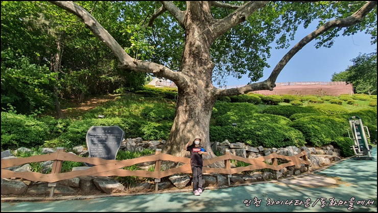 보호수-옆-은지