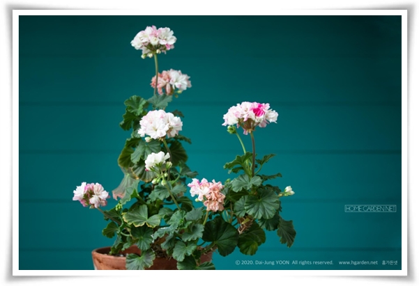 "제라늄 키우기" 365일 꽃을 피우며 향기와 아름다움과 공기 정화까지!