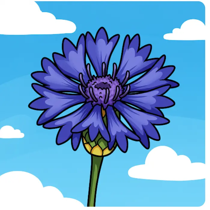 수레국화-개화시기-언제-2