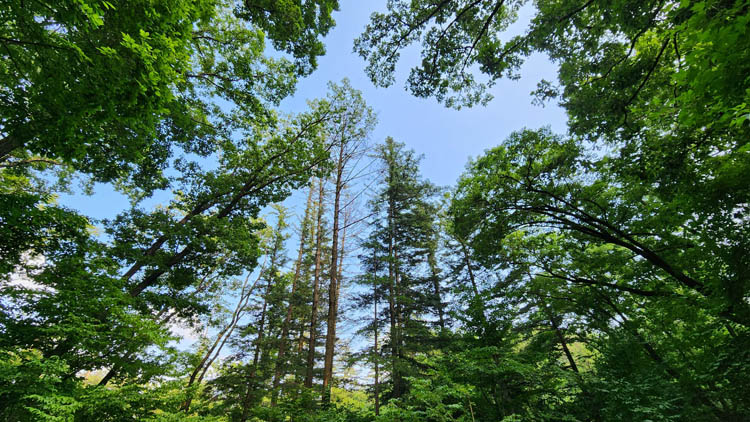 숲생태관찰로-숲