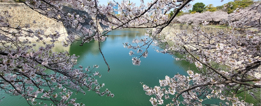 오사카성벽에 꽃들이넘쳐흐르는 장면