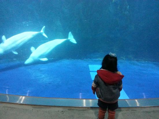 여수 가볼만한곳 - 아쿠아플라넷 여수