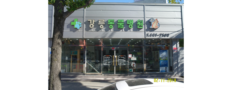 강릉시 동물병원